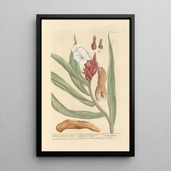Elizabeth Blackwellin Costus amer et doux - Maalaus — kehystetty taideteos seinällä