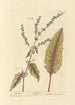 Sanguisorbe-maalaus - Elizabeth Blackwell — näkymä teoksesta