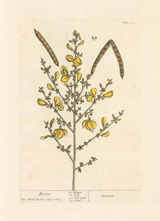 Elizabeth Blackwell - Broom.webp