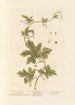 Bryone-maalaus - Elizabeth Blackwell — näkymä teoksesta