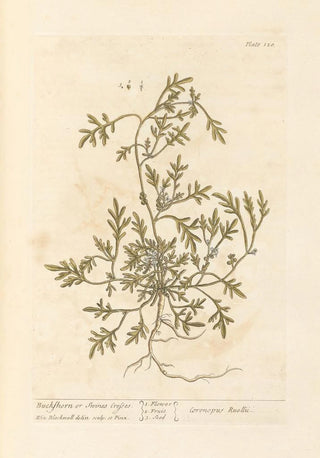 Elizabeth Blackwell - Buckshorn or swines cresses.webp