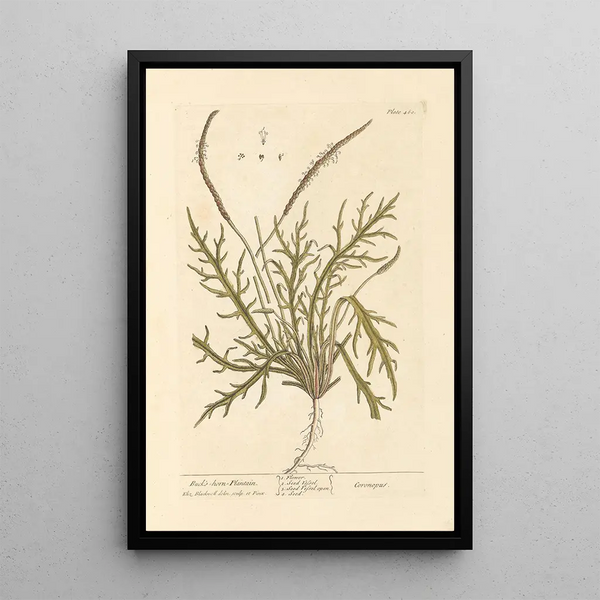 Elizabeth Blackwellin maalaus Plantain corne de cerf — kehystetty taideteos seinällä