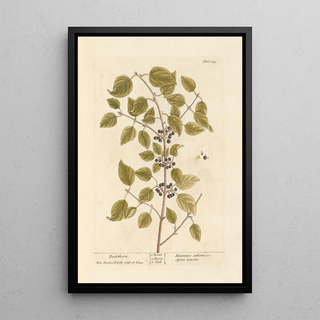 Elizabeth Blackwell - Buckthorn.webp
