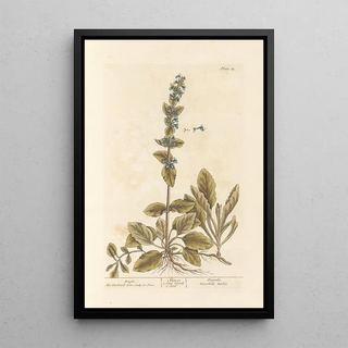 Elizabeth Blackwell - Bugle.webp