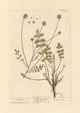 Elizabeth Blackwell - Burnet.webp