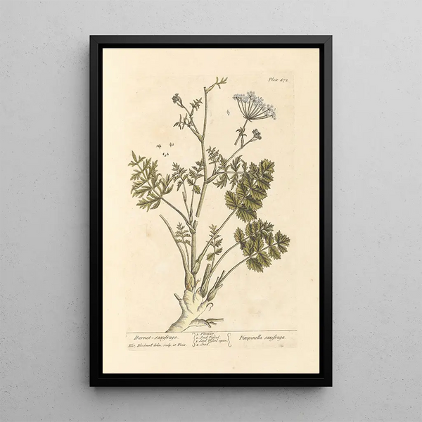 Saxifrage poltettu - Elizabeth Blackwell — kehystetty taideteos seinällä