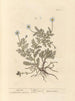 Kamomilla - Elizabeth Blackwell — näkymä teoksesta