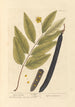 Cassia fistula - Elizabeth Blackwell — näkymä teoksesta