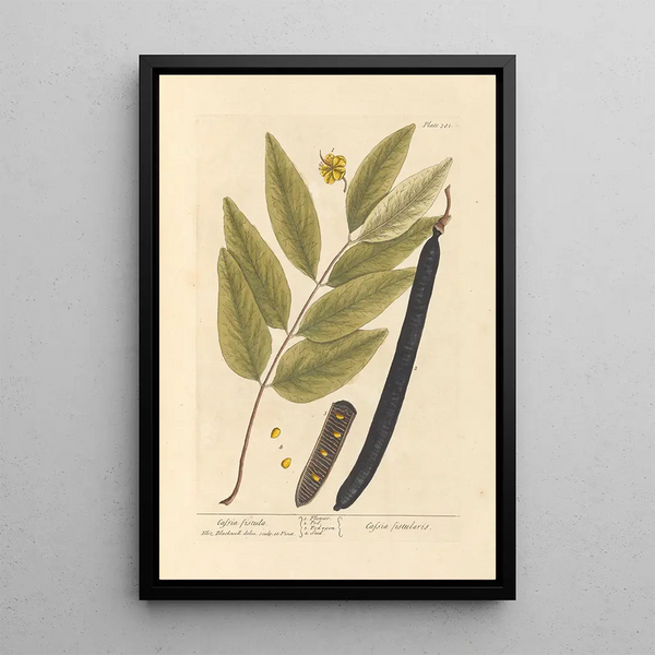 Cassia fistula - Elizabeth Blackwell — kehystetty taideteos seinällä