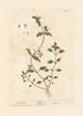 Stellaire-maalaus - Elizabeth Blackwell — näkymä teoksesta