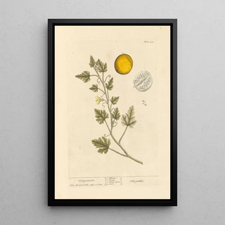 Elizabeth Blackwell - Coloquintida.webp