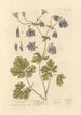 Ancolie - Elizabeth Blackwell — näkymä teoksesta