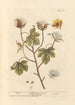 Coton- - Elizabeth Blackwell — näkymä teoksesta