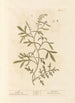 Cresson - Elizabeth Blackwell — näkymä teoksesta