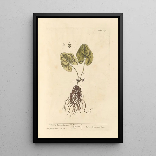 Asaret à Feuilles de Cyclamen - Elizabeth Blackwell — kehystetty taideteos seinällä