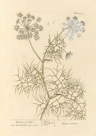 Elizabeth Blackwell - Daucus of creet.webp