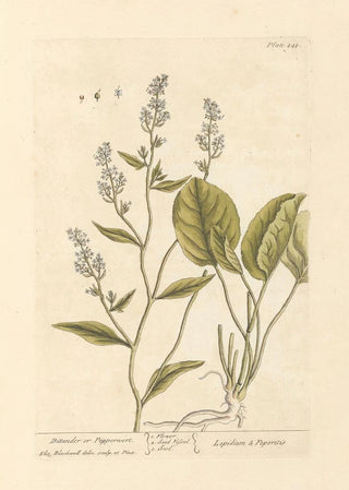 Elizabeth Blackwell - Dittander or pepperwort.webp