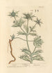 Panicaut - Elizabeth Blackwell — näkymä teoksesta