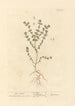 Euphraise-maalaus - Elizabeth Blackwell — näkymä teoksesta