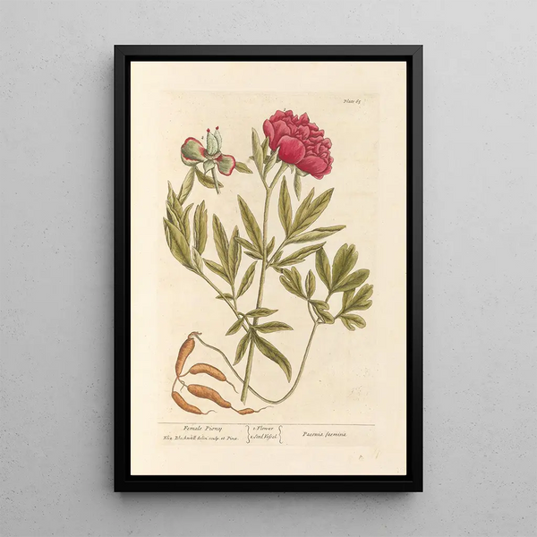 Pivoine Femelle - Elizabeth Blackwell — kehystetty taideteos seinällä