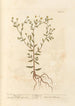 Pulikaali-maalaus - Elizabeth Blackwell — näkymä teoksesta