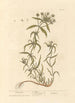 Psyllium-maalaus - Elizabeth Blackwell — näkymä teoksesta