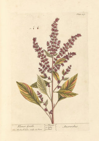 Elizabeth Blackwell - Flower gentle.webp
