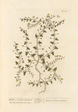 Elizabeth Blackwell - Fluellin or female speedwell.webp