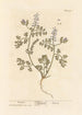 Fumeterre-maalaus - Elizabeth Blackwell — näkymä teoksesta