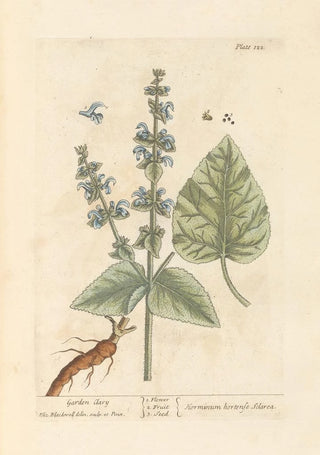 Elizabeth Blackwell - Garden clary.webp