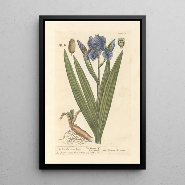 Iris-puutarhamaalaus - Elizabeth Blackwell — kehystetty taideteos seinällä