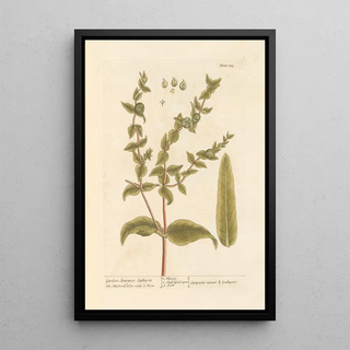 Elizabeth Blackwell - Garden spurge or lathyris.webp