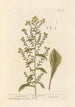 Elizabeth Blackwellin Verge d'or - Maalaus — näkymä teoksesta