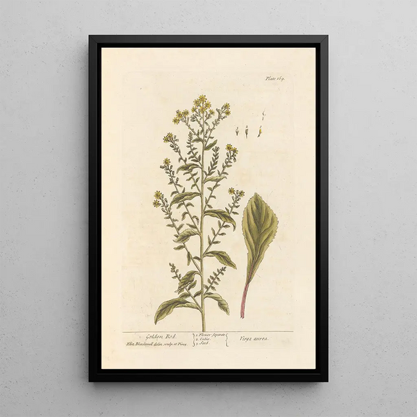 Elizabeth Blackwellin Verge d'or - Maalaus — kehystetty taideteos seinällä