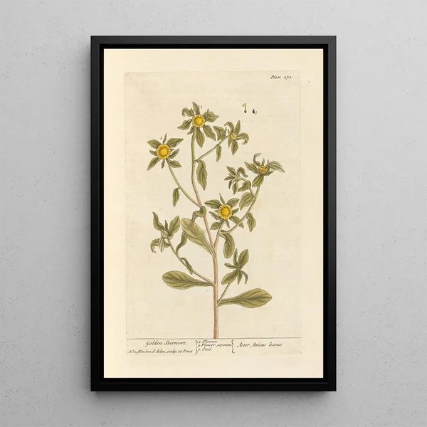 Aster-kultainen maalaus - Elizabeth Blackwell — kehystetty taideteos seinällä