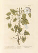 Liseron des haies - Elizabeth Blackwell — näkymä teoksesta