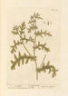 Séneçon-maalaus - Elizabeth Blackwell — näkymä teoksesta