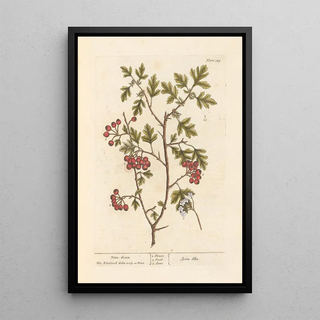 Elizabeth Blackwell - Hanthorn.webp