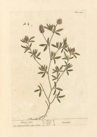 Elizabeth Blackwell - Haresfoot.webp