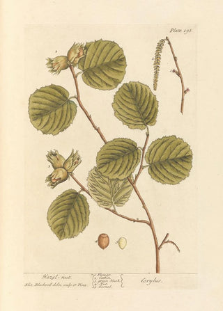 Elizabeth Blackwell - Hazel nut.webp
