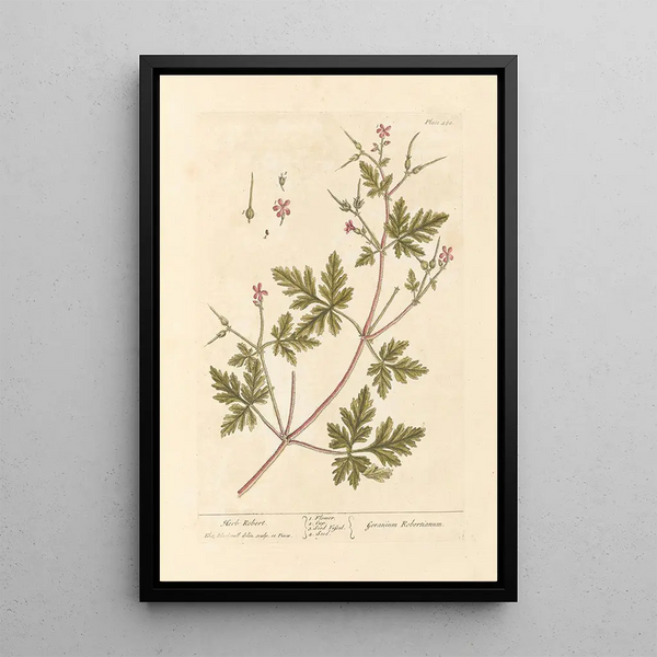 Elizabeth Blackwellin geranium ja robertin ruoho — kehystetty taideteos seinällä
