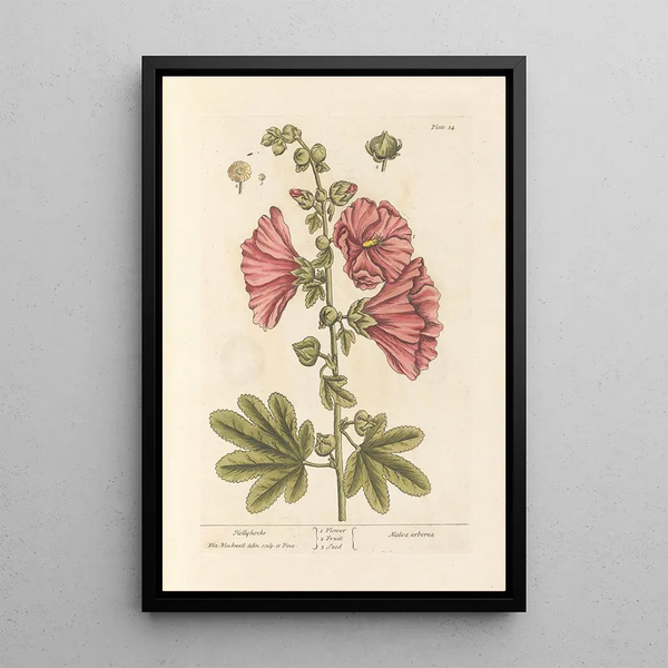 Rose-trémière-maalaus - Elizabeth Blackwell — kehystetty taideteos seinällä