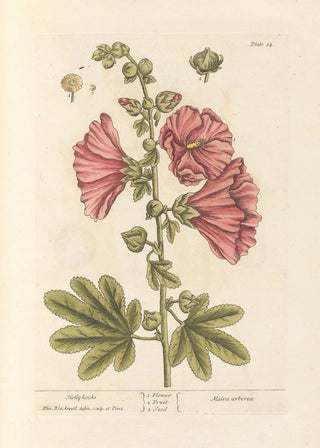 Elizabeth Blackwell - Hollyhocks.webp