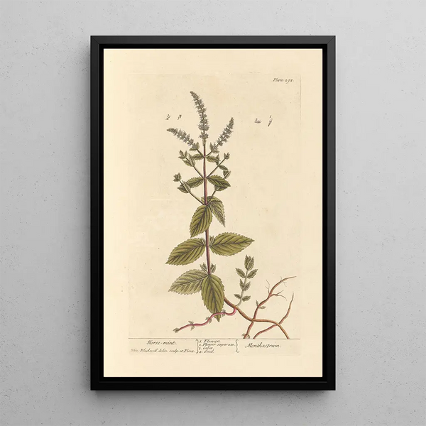 Menthe hevospainanta - Elizabeth Blackwell — kehystetty taideteos seinällä