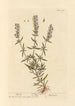 Hyasintti-maalaus - Elizabeth Blackwell — näkymä teoksesta