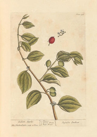 Elizabeth Blackwell - Indian apples.webp