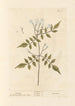 Jasmin-maalaus - Elizabeth Blackwell — näkymä teoksesta