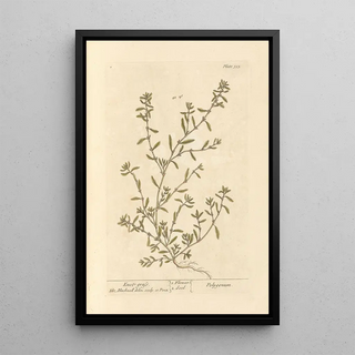 Elizabeth Blackwell - Knot grass.webp