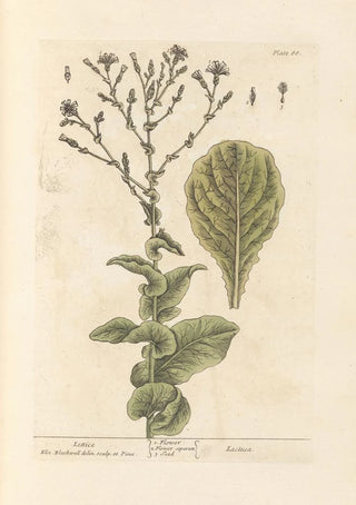 Elizabeth Blackwell - Lettice.webp