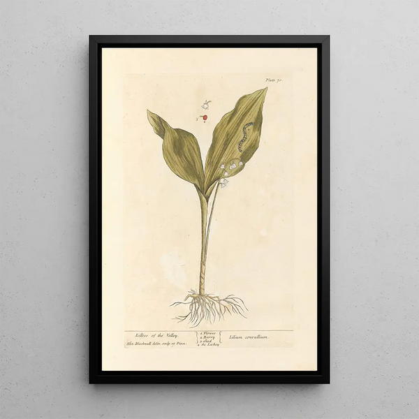 Muguet-maalaus - Elizabeth Blackwell — kehystetty taideteos seinällä